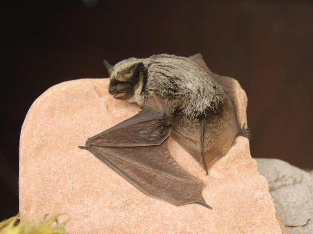 Кожан двухцветный (Vespertilio murinus)