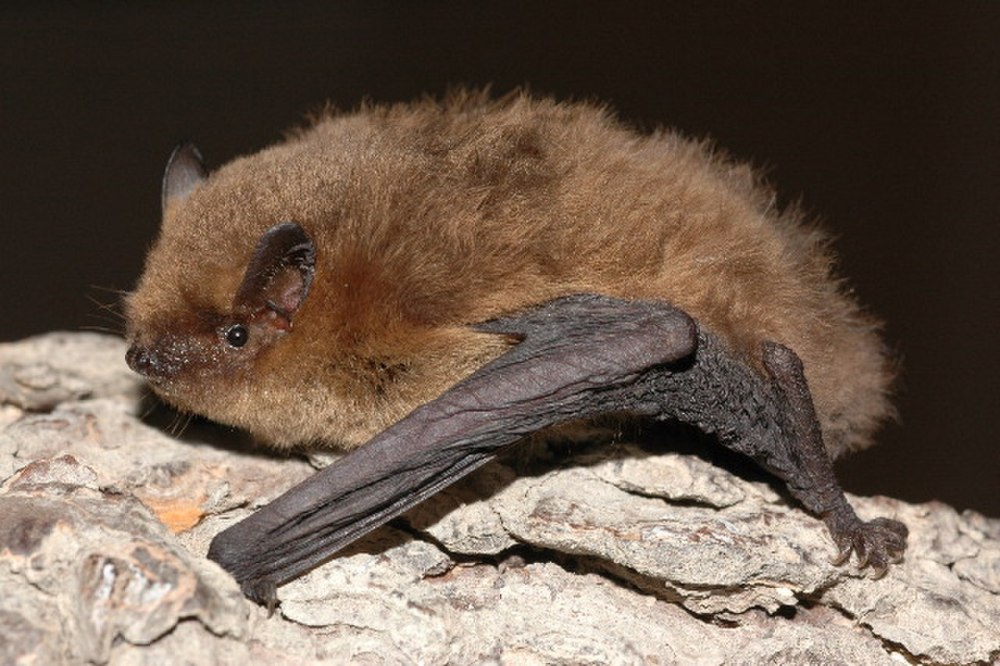 Pipistrellus murrayi
