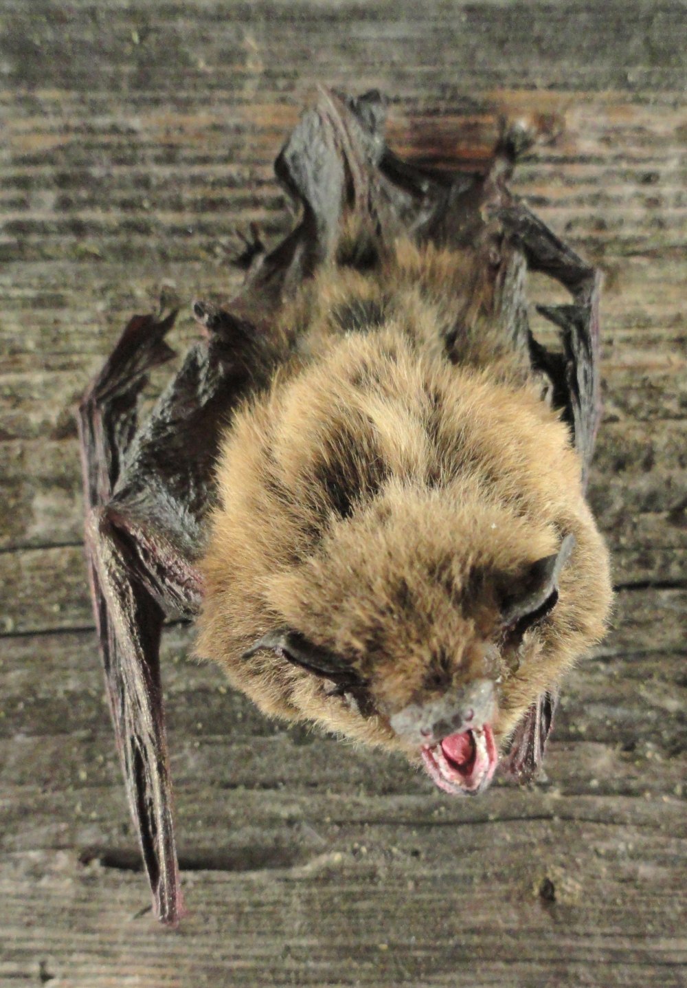 Pipistrellus endoi