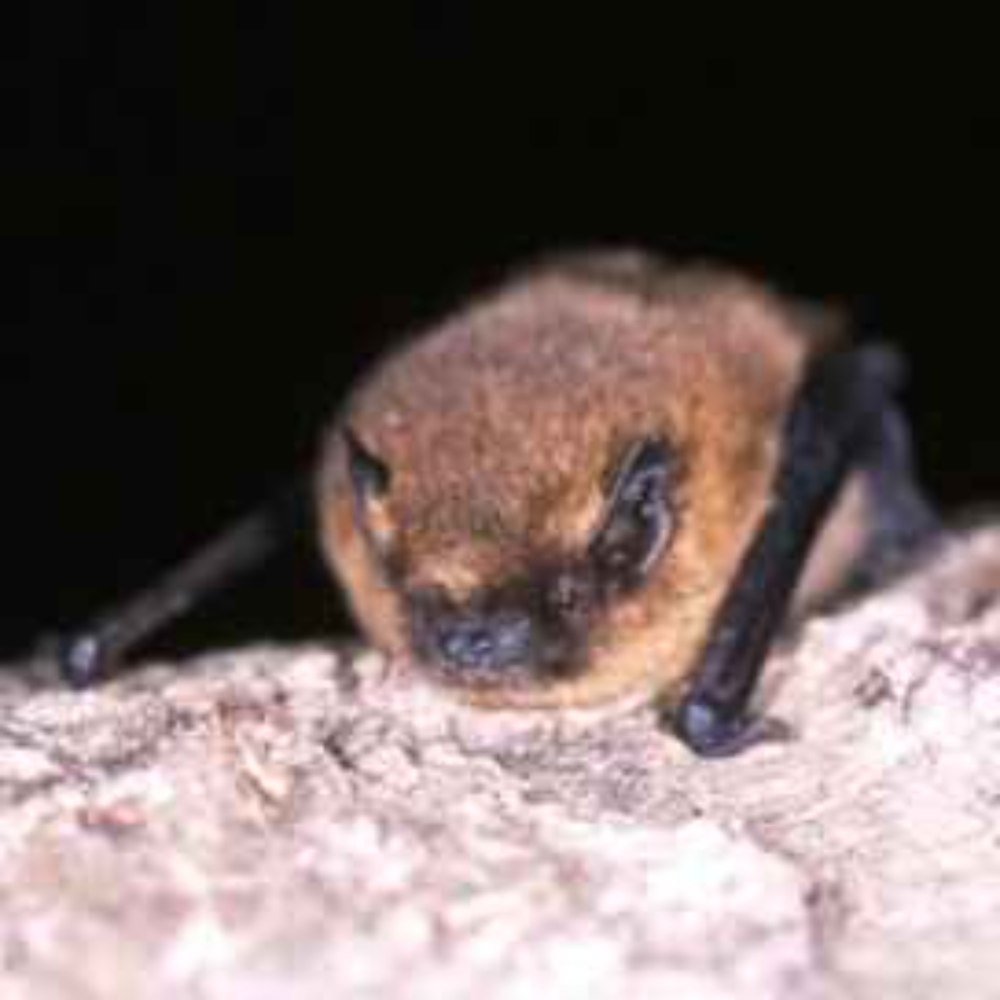 Soprano Pipistrelle bat