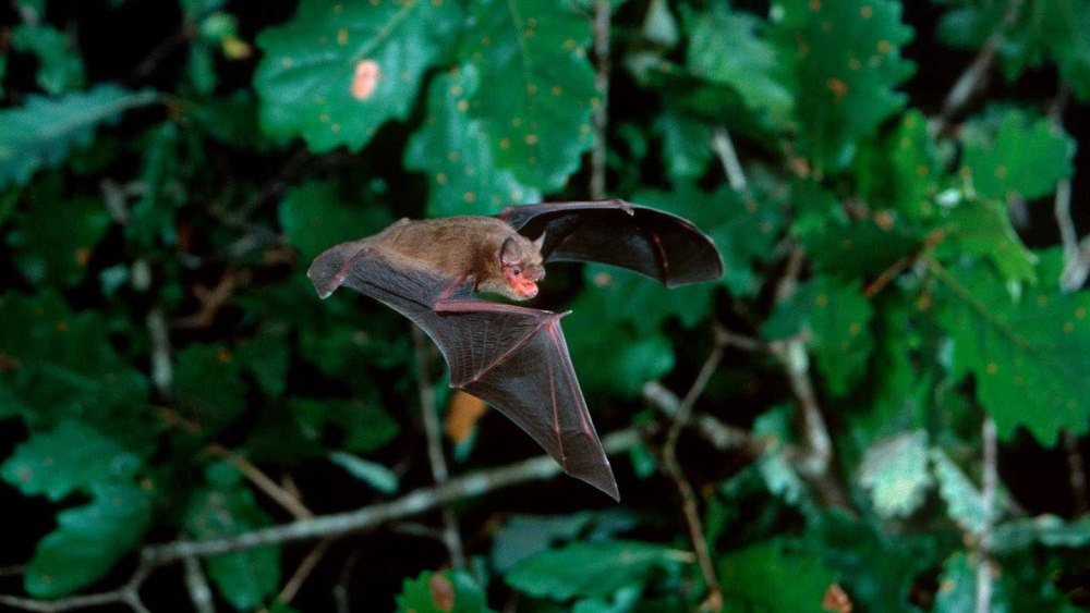 Летучая мышь Bonin Pipistrelle