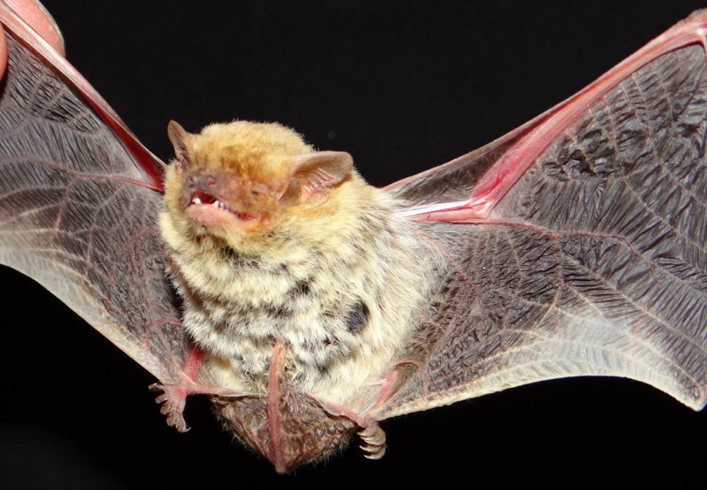 Pipistrellus kuhlii в Ульяновской области