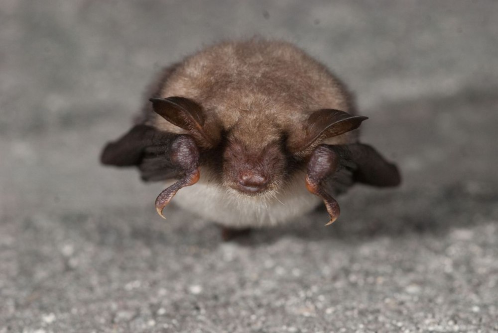 Myotis ciliolabrum