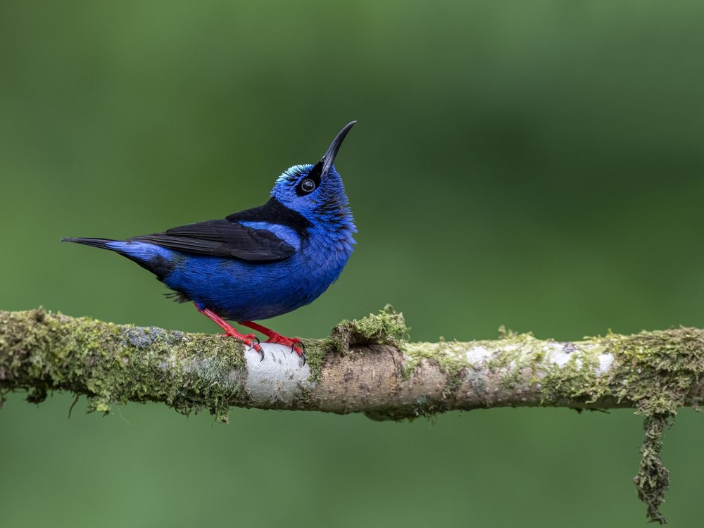 Honeycreeper