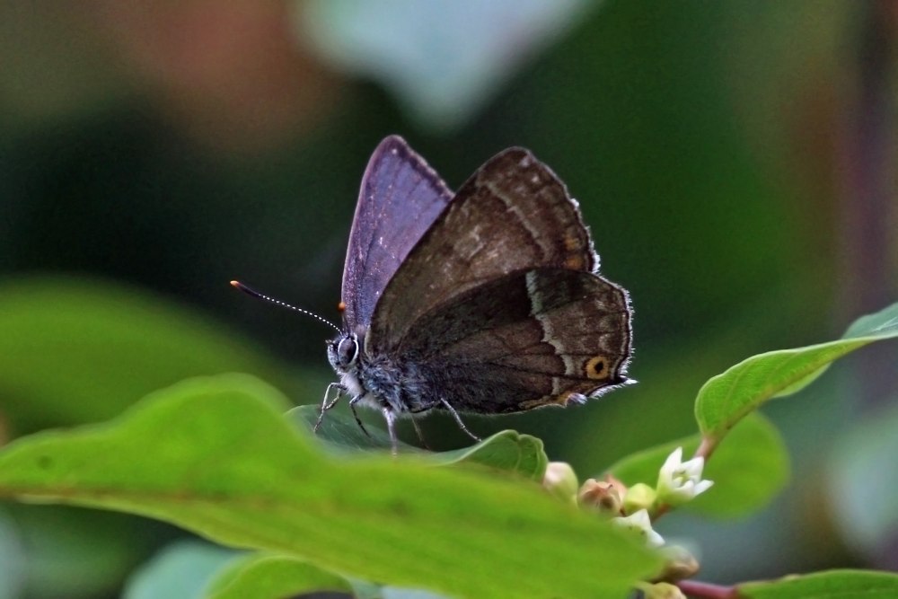 Neozephyrus Quercus