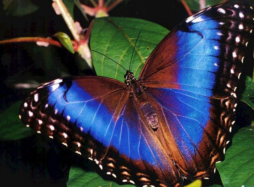 Morpho Deidamia