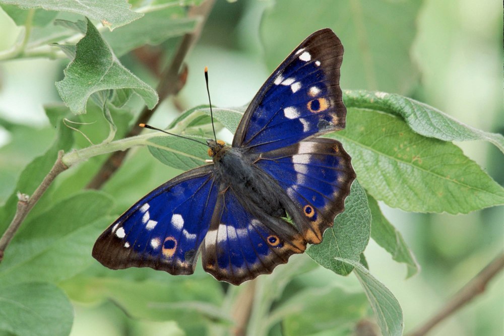 Morpho helenor бабочка