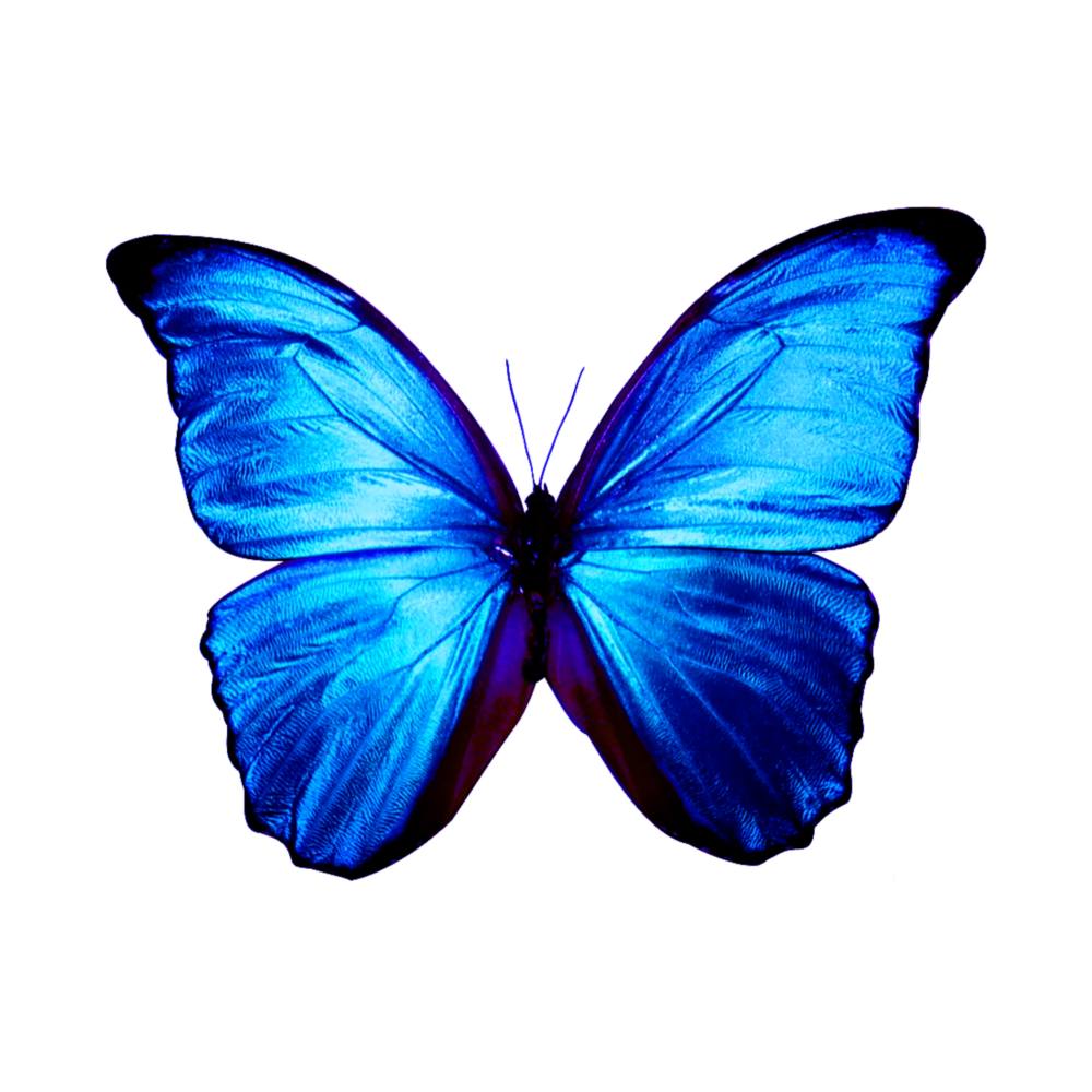 Голубой Морфо (Blue Morpho)
