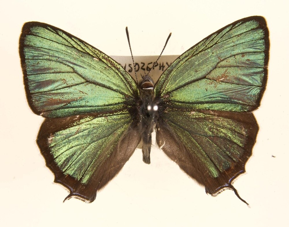 Chrysozephyrus brillantinus