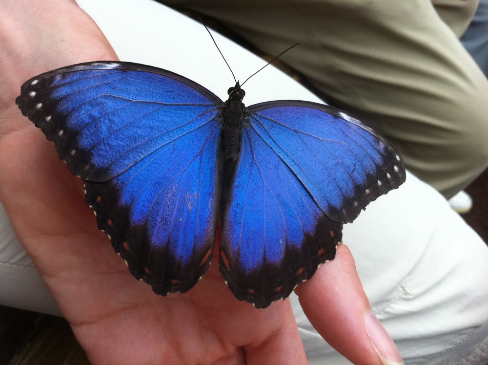 Морфо Пелеида (Morpho peleides)