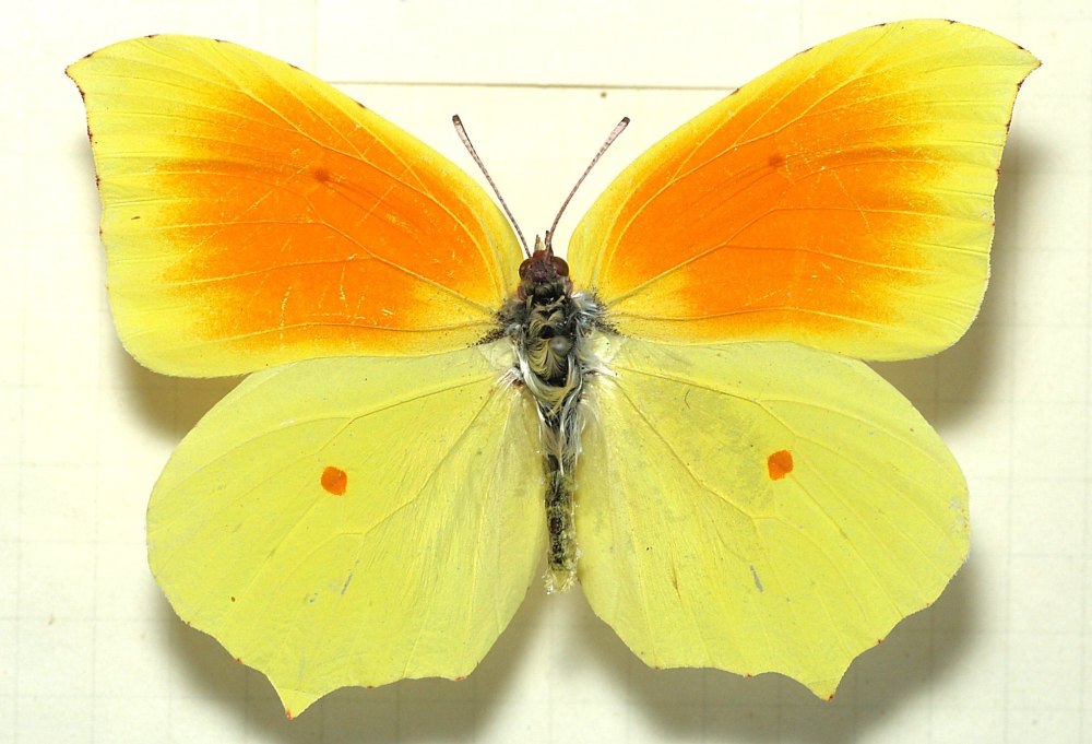 Бабочка зефир желтоватый