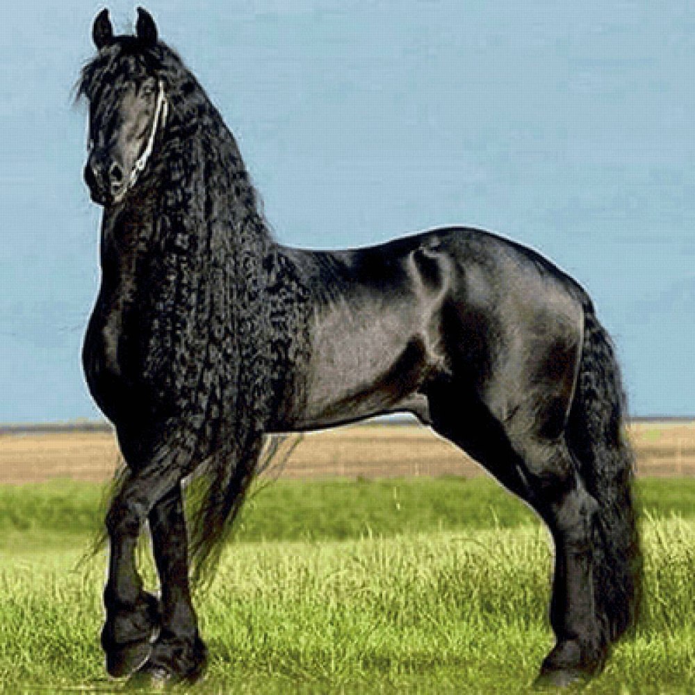 Фриз Фризская лошадь