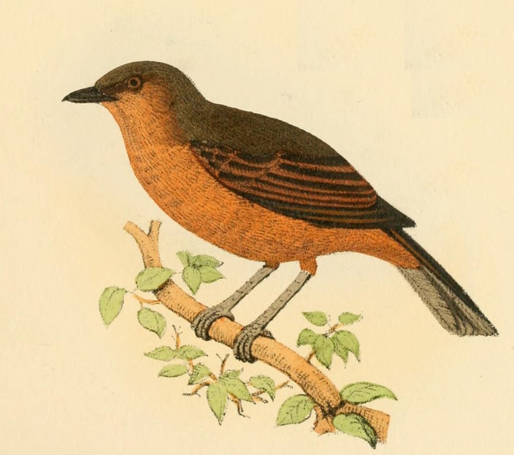 Pachycephala collaris птица картина
