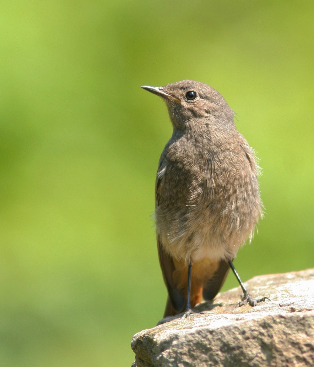 Phoenicurus ochruros
