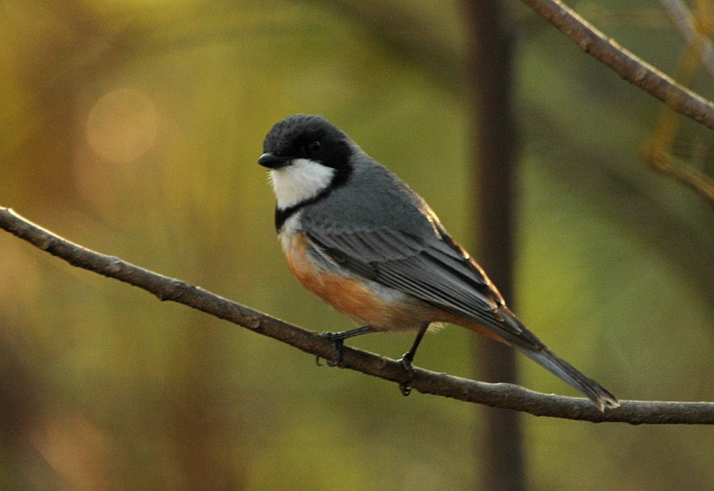 Rufous Whistler птица