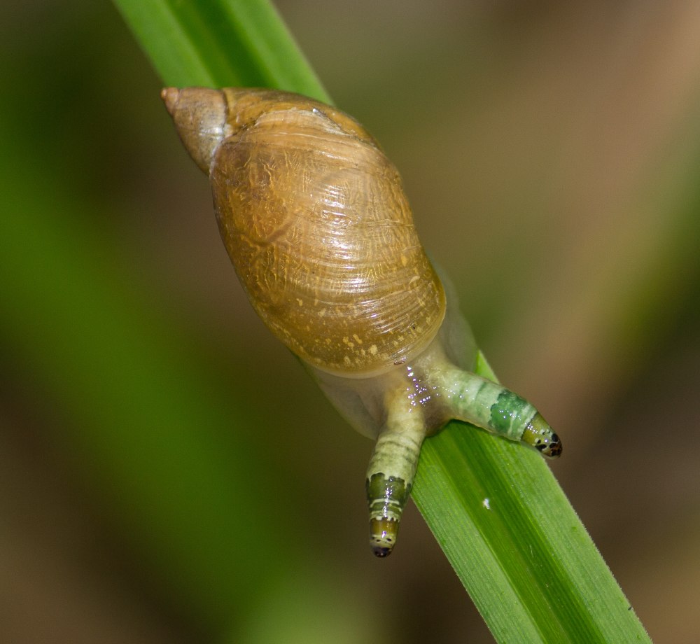 Leucochloridium Paradoxum