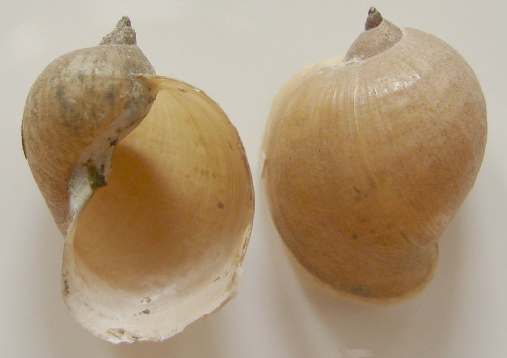 Radix Auricularia