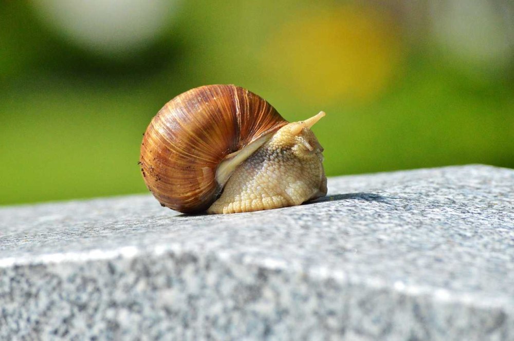 Tellin Shell улитка