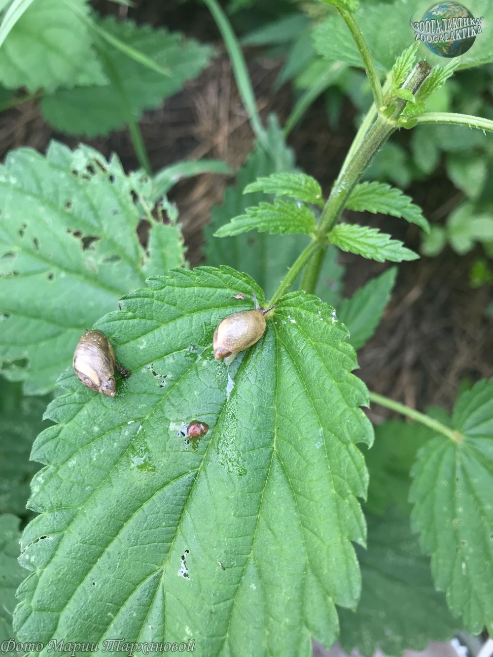 Янтарка обыкновенная – succinea Putris