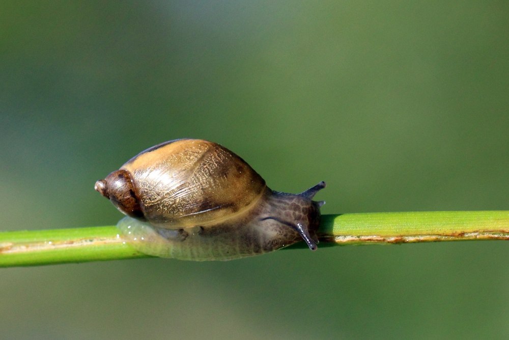 Succinea Putris
