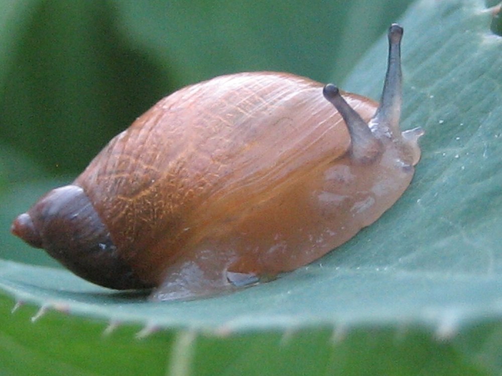 Янтарка тусклая - succinea Putris