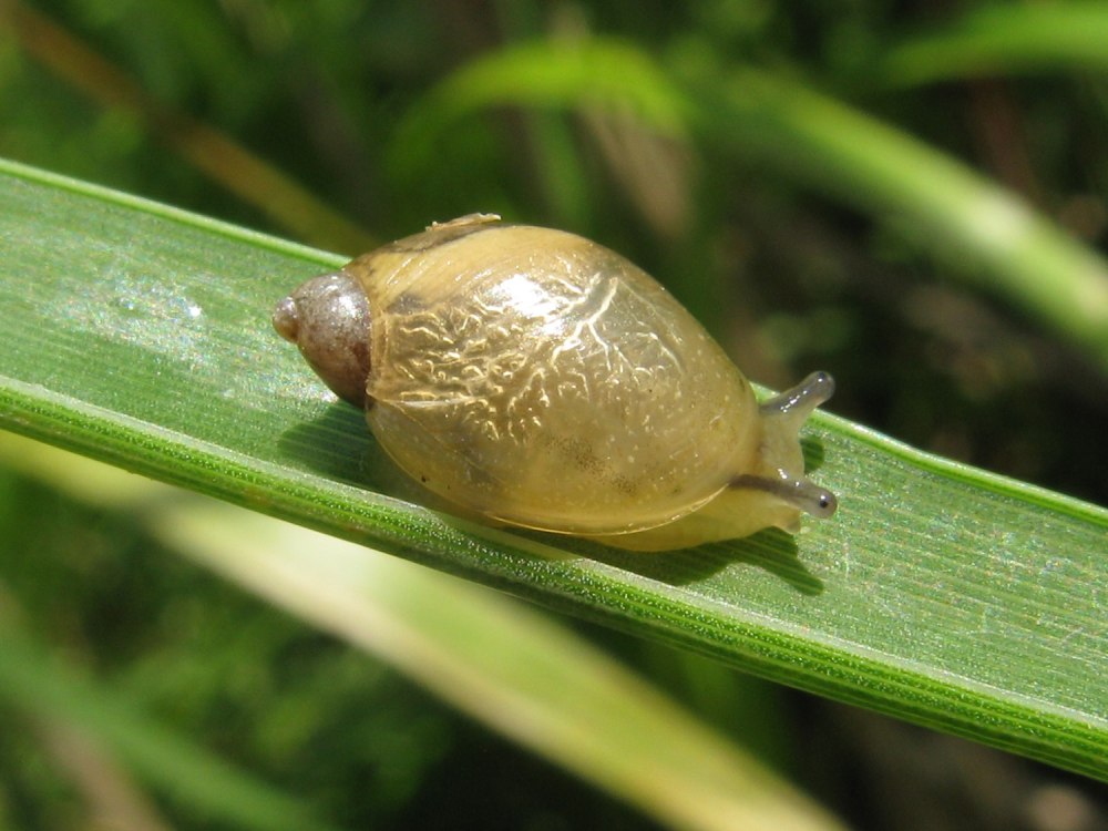 Янтарка обыкновенная – succinea Putris
