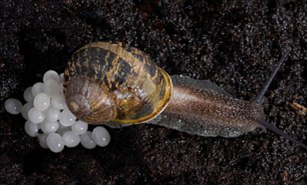 Икра улитки Helix aspersa.