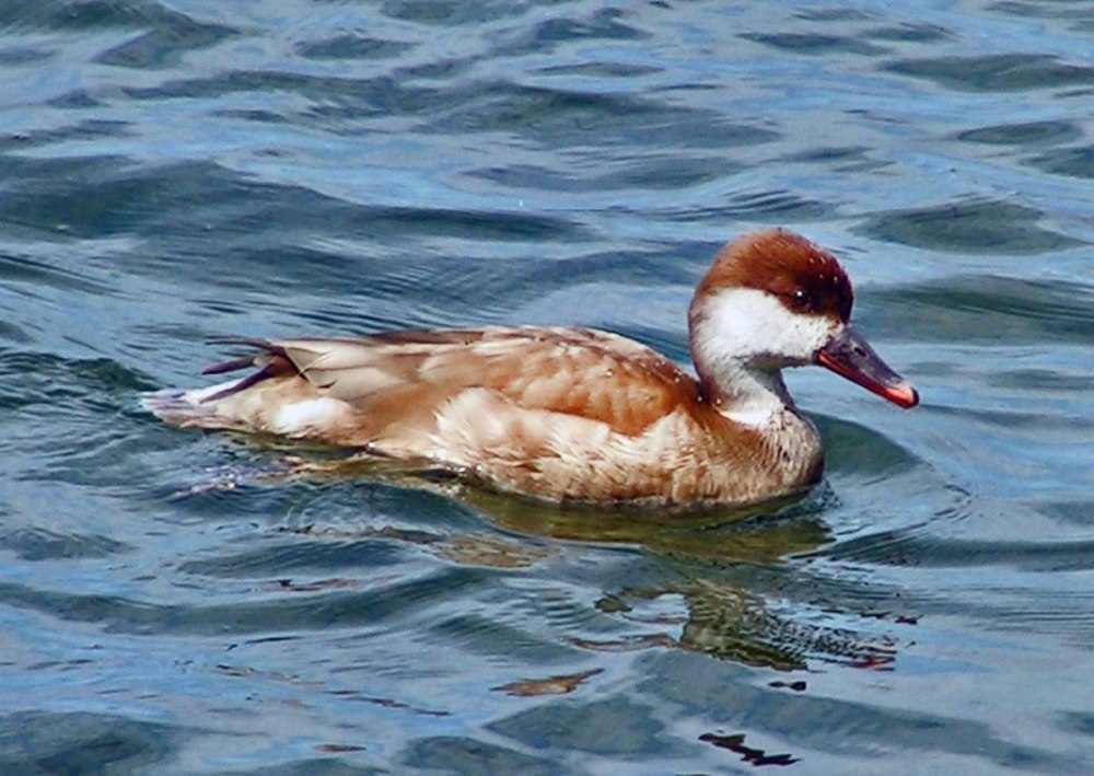 Soubor:Female Red-crested Pochard 800.jpg - Wikipedie