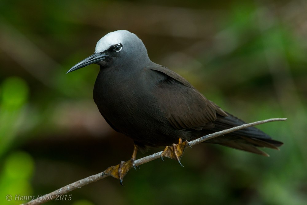 Anous stolidus