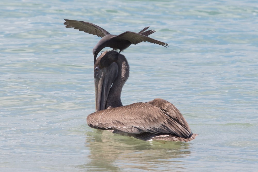 Anous stolidus