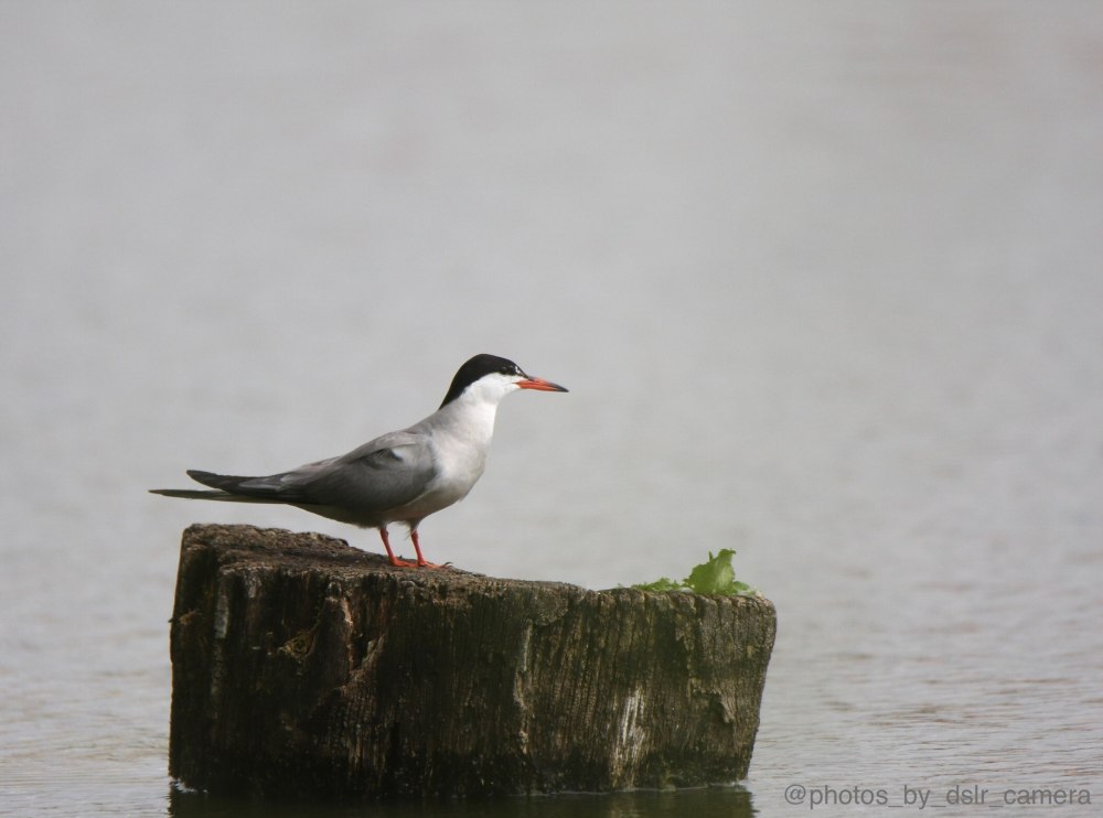 Песня Tern