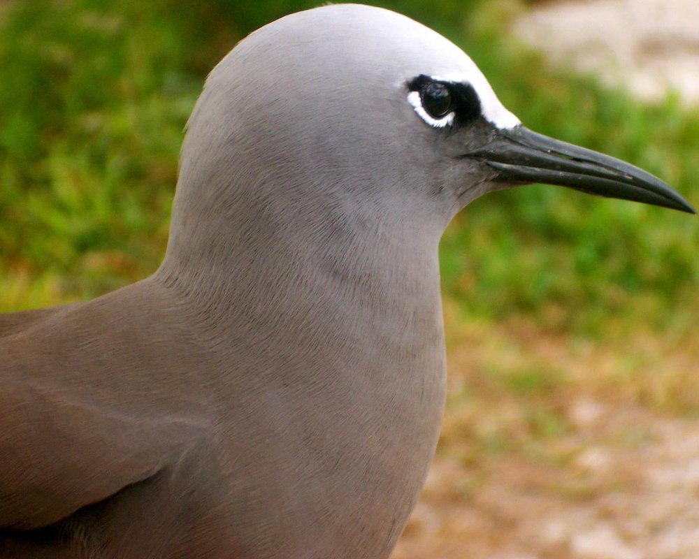 Anous stolidus
