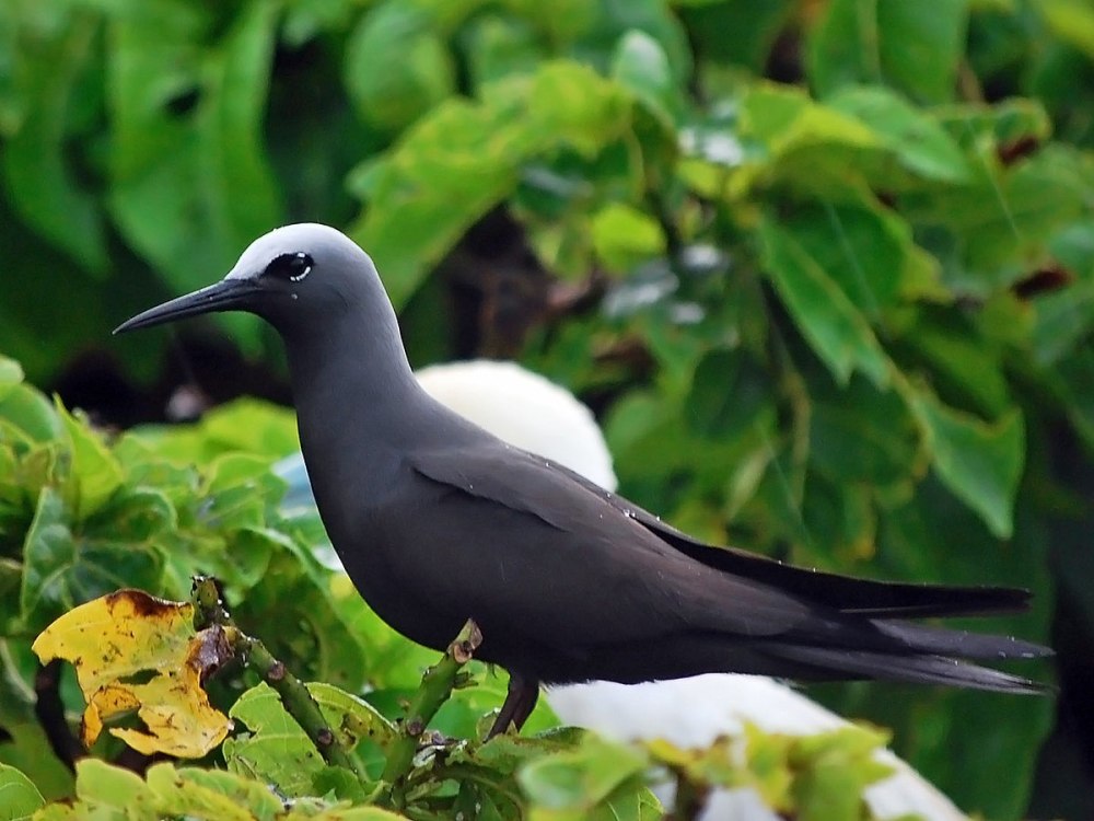 Anous minutus