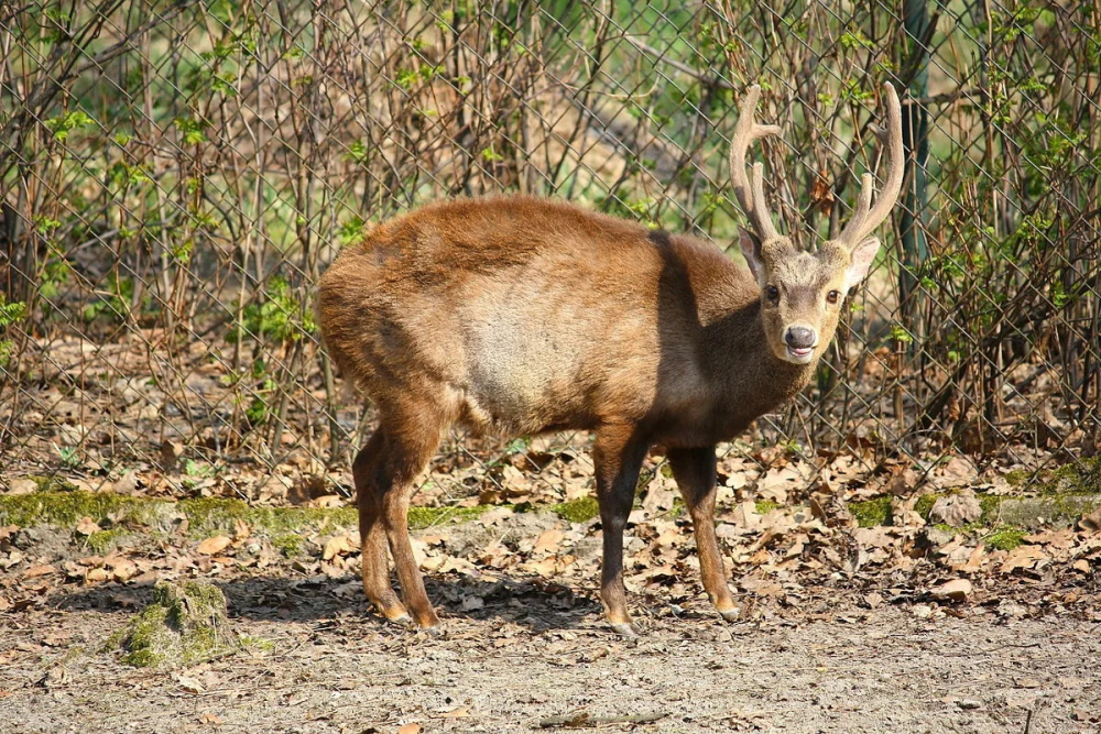Bawean Deer