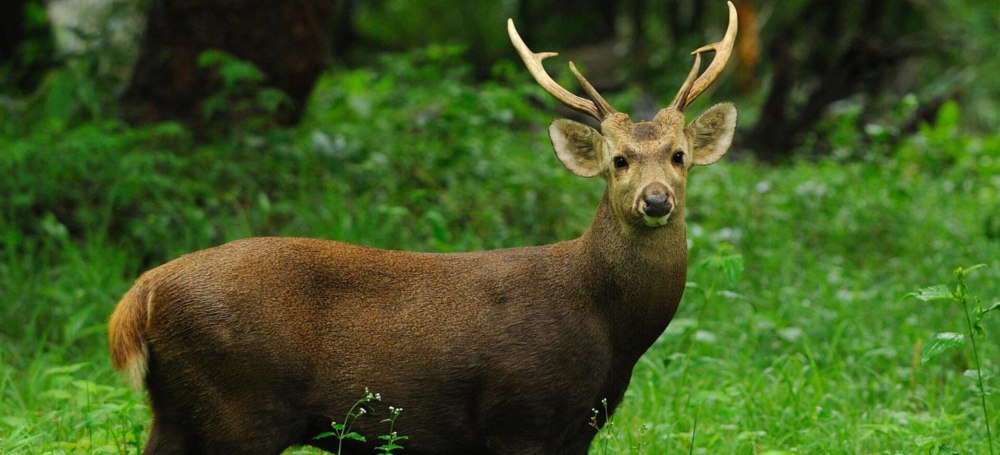 Hog Deer