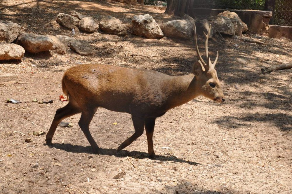 Axis porcinus