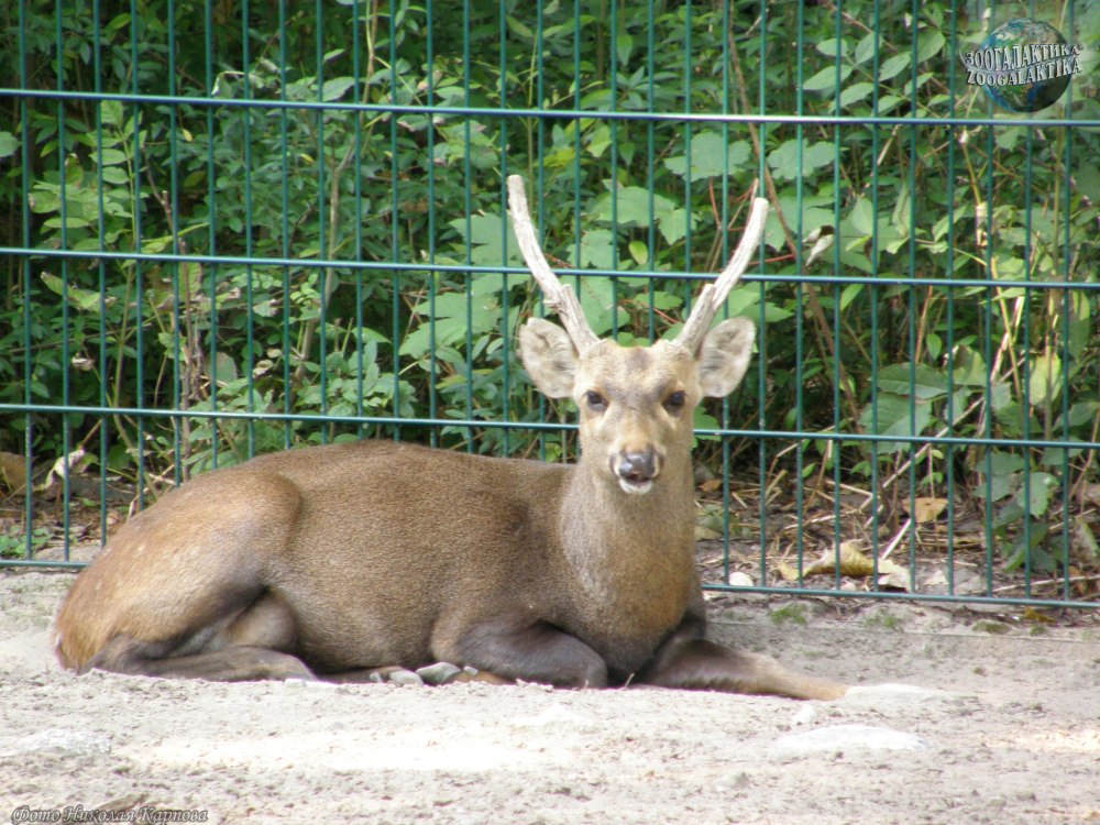 Axis porcinus