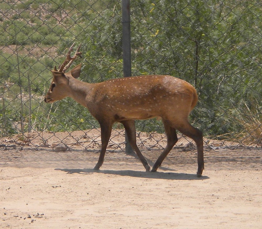 Axis porcinus
