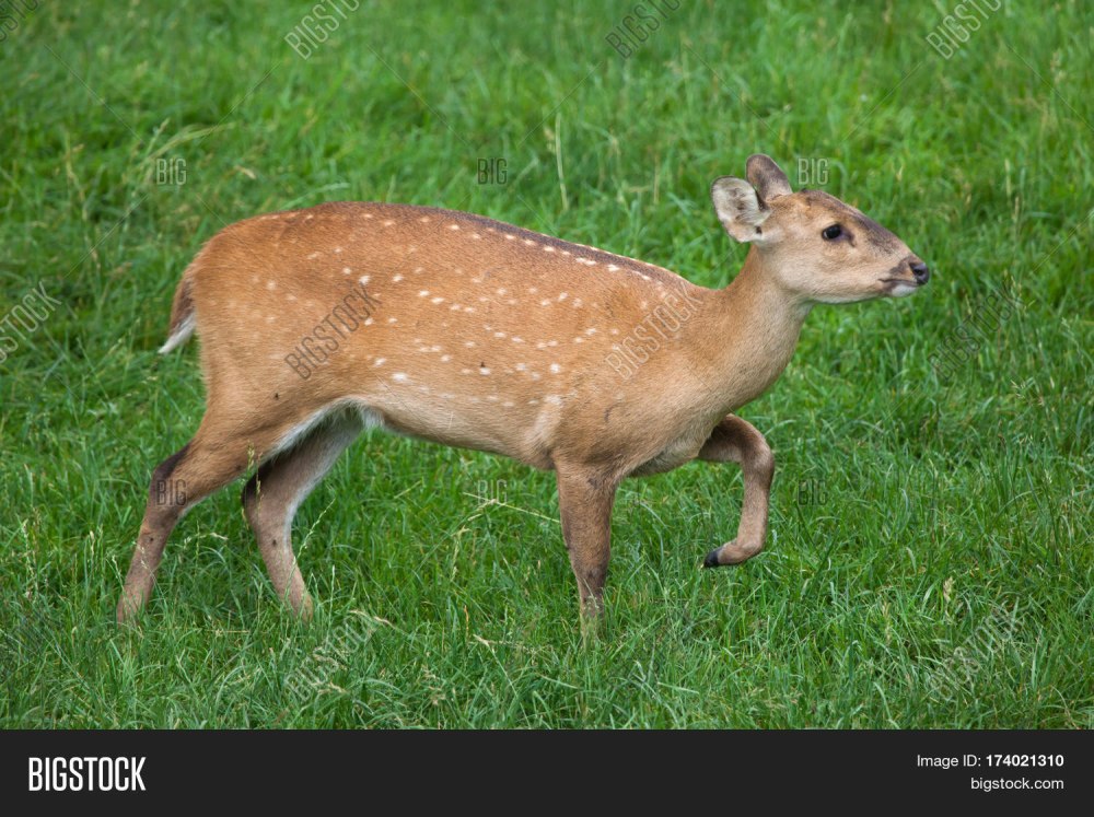 Indian Hog Deer