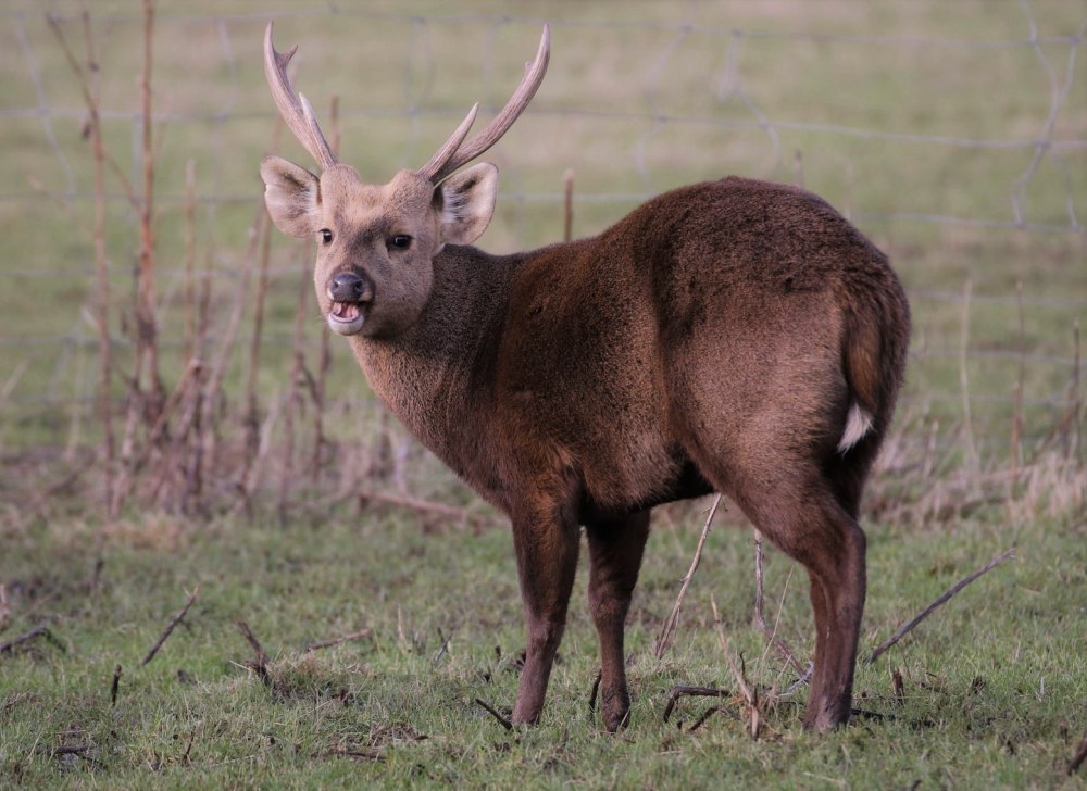 Свиной олень (Axis porcinus)