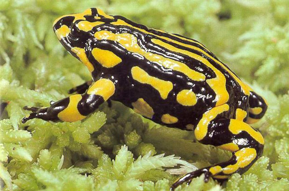 Pseudophryne Corroboree