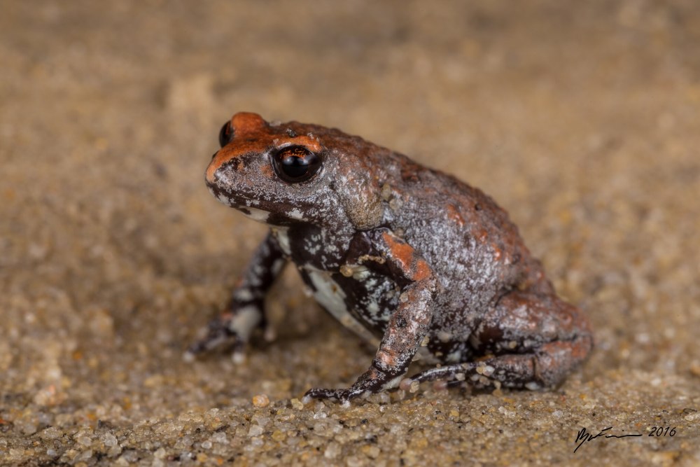 Ложная жаба Биброна (Pseudophryne bibroni).