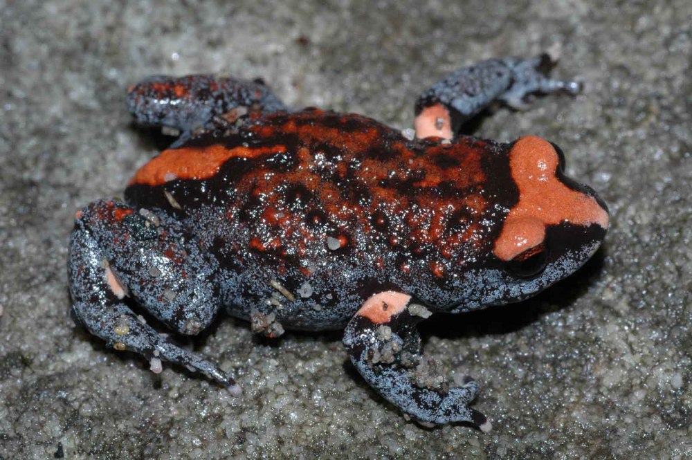 Ложная жаба Биброна (Pseudophryne bibroni).