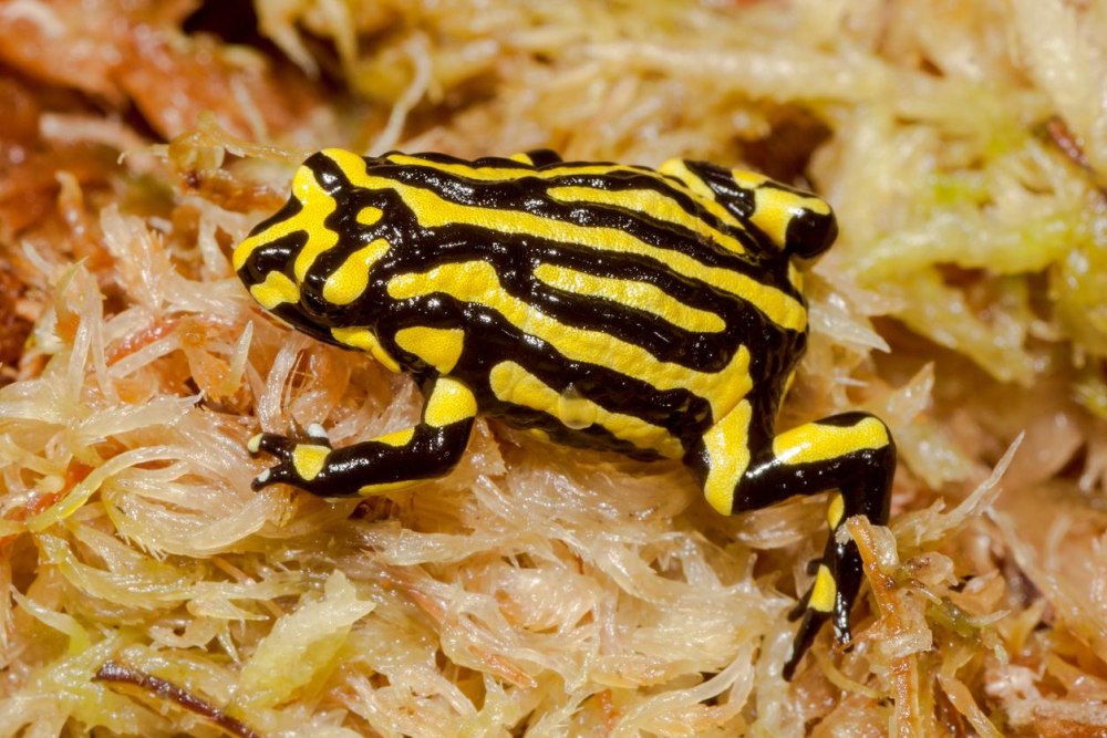 Pseudophryne Corroboree
