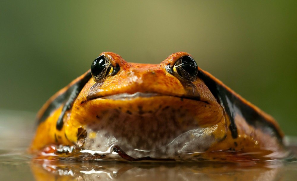Жаба Bufo superciliaris