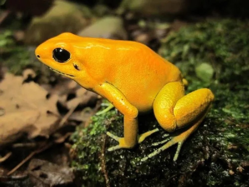 Ужасный листолаз (phyllobates terribilis)