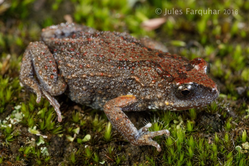 Ложная жаба Биброна (Pseudophryne bibroni).