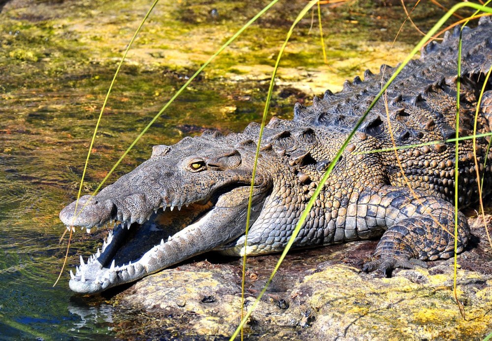 Тупорылые крокодилы