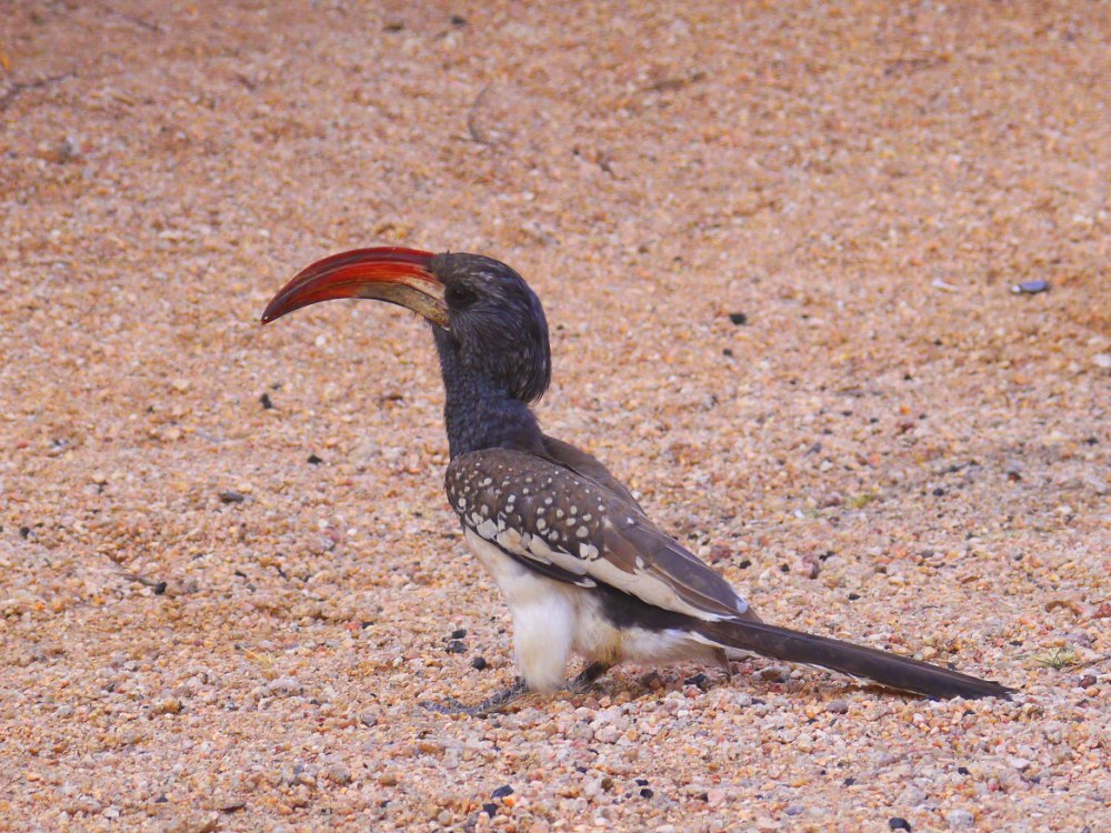Коронованными токо (Tockus alboterminatus),