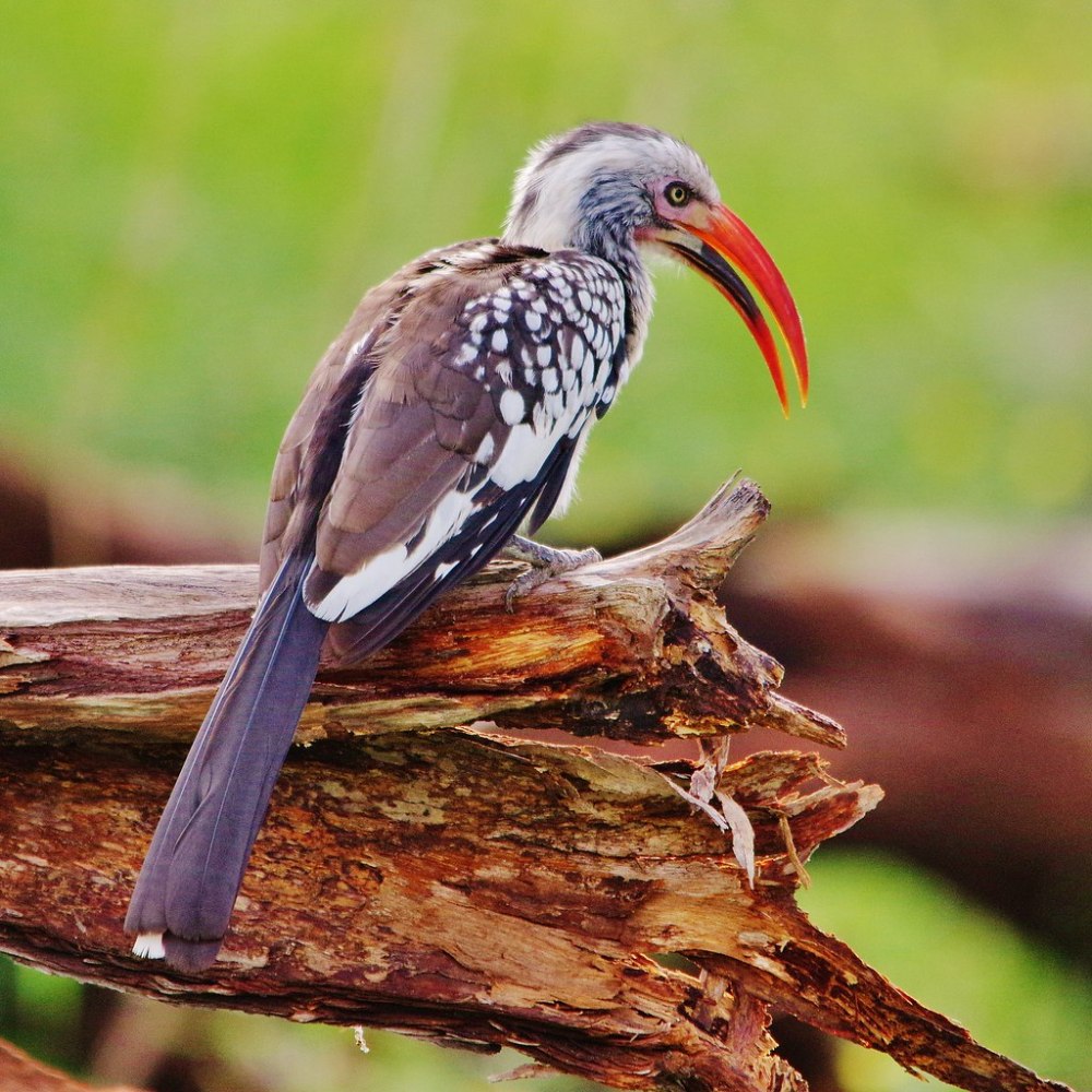 Tockus rufirostris